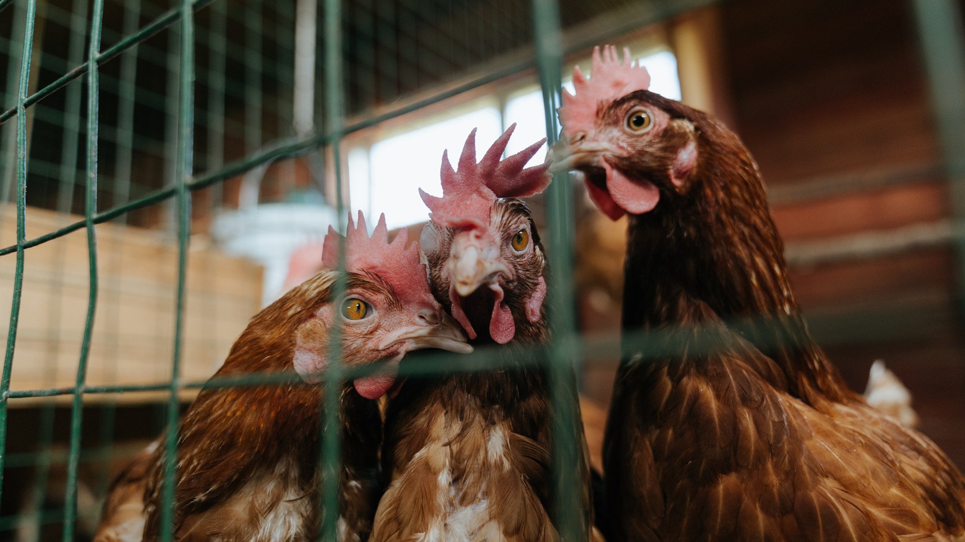 开云首页登录-世界青少年篮球锦标赛欢迎中国队参赛，展现新一代球员实力，世界青少年篮球比赛